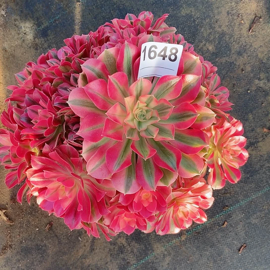 红陶开**林1648女巫4多肉