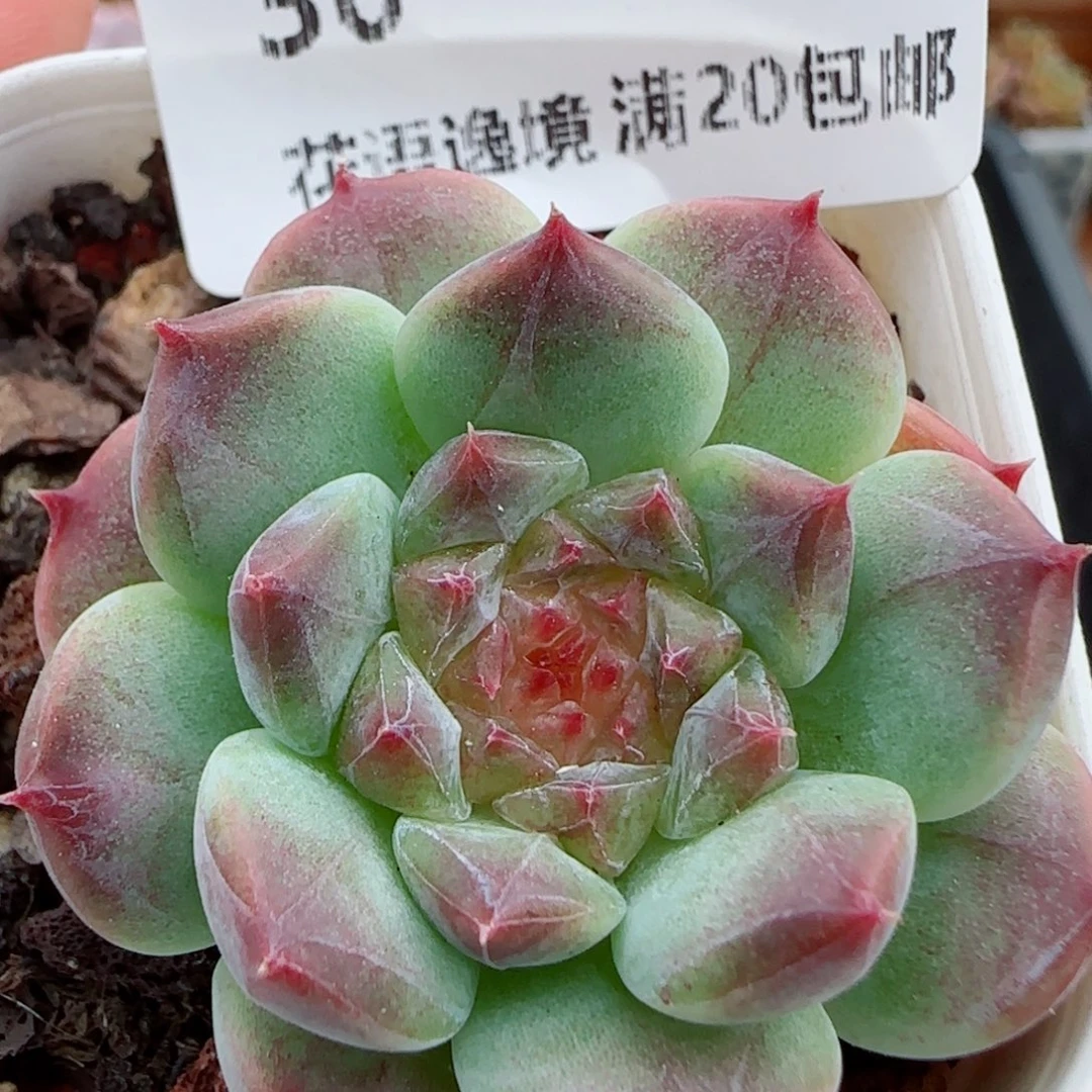 花语逸镜0919-30秘境冰魄