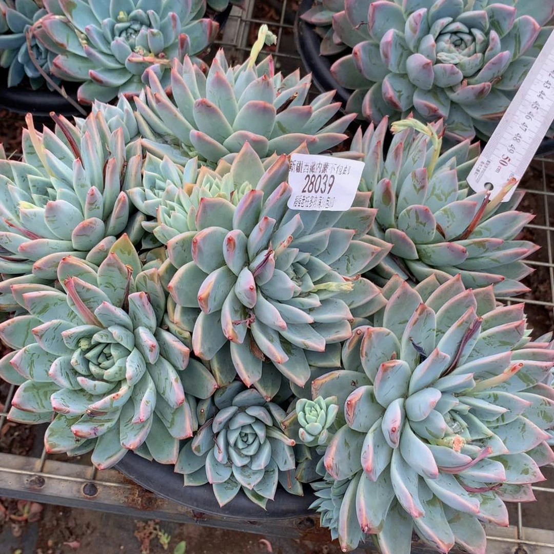 一**?如梦令2039多肉