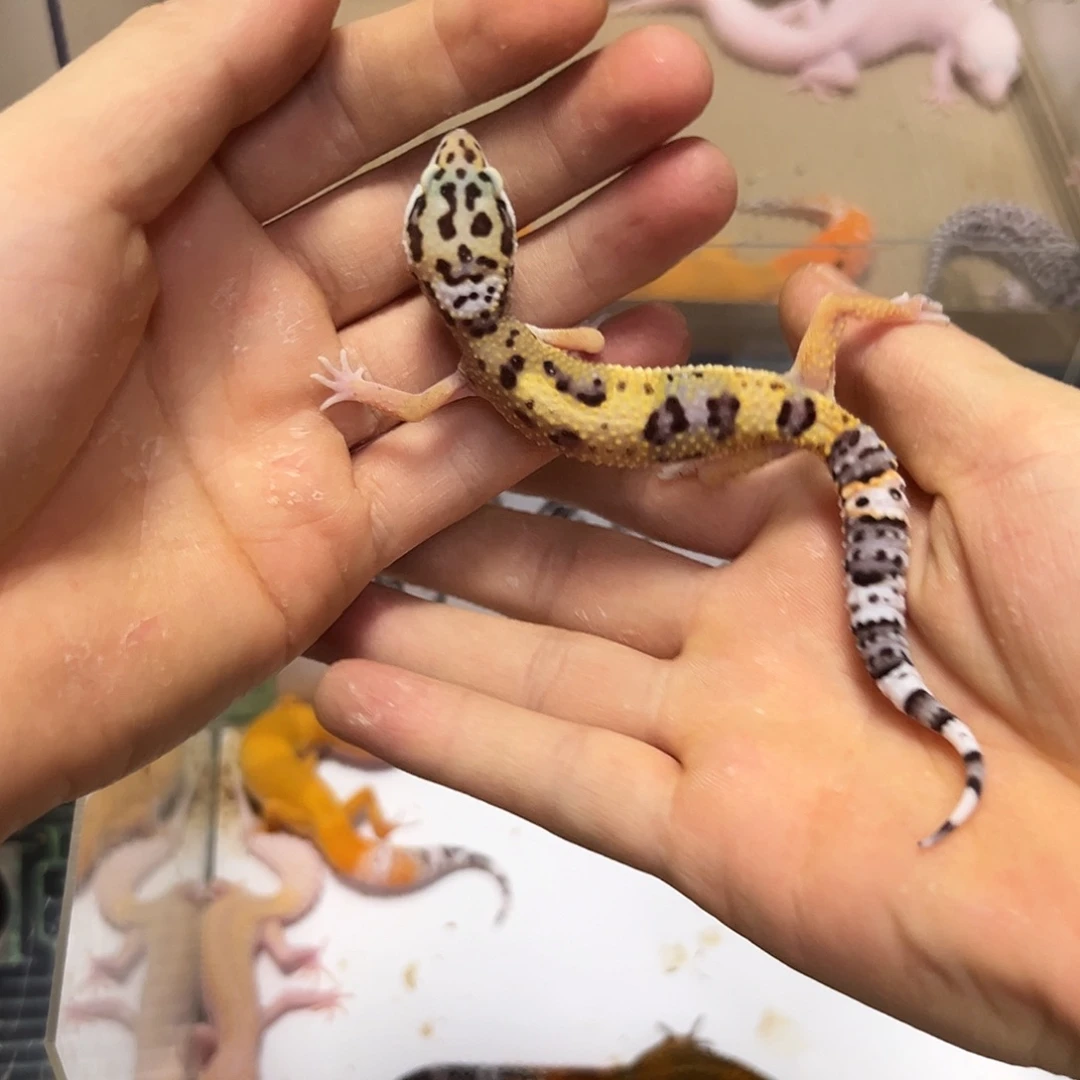 豹纹守宫豹纹守宫