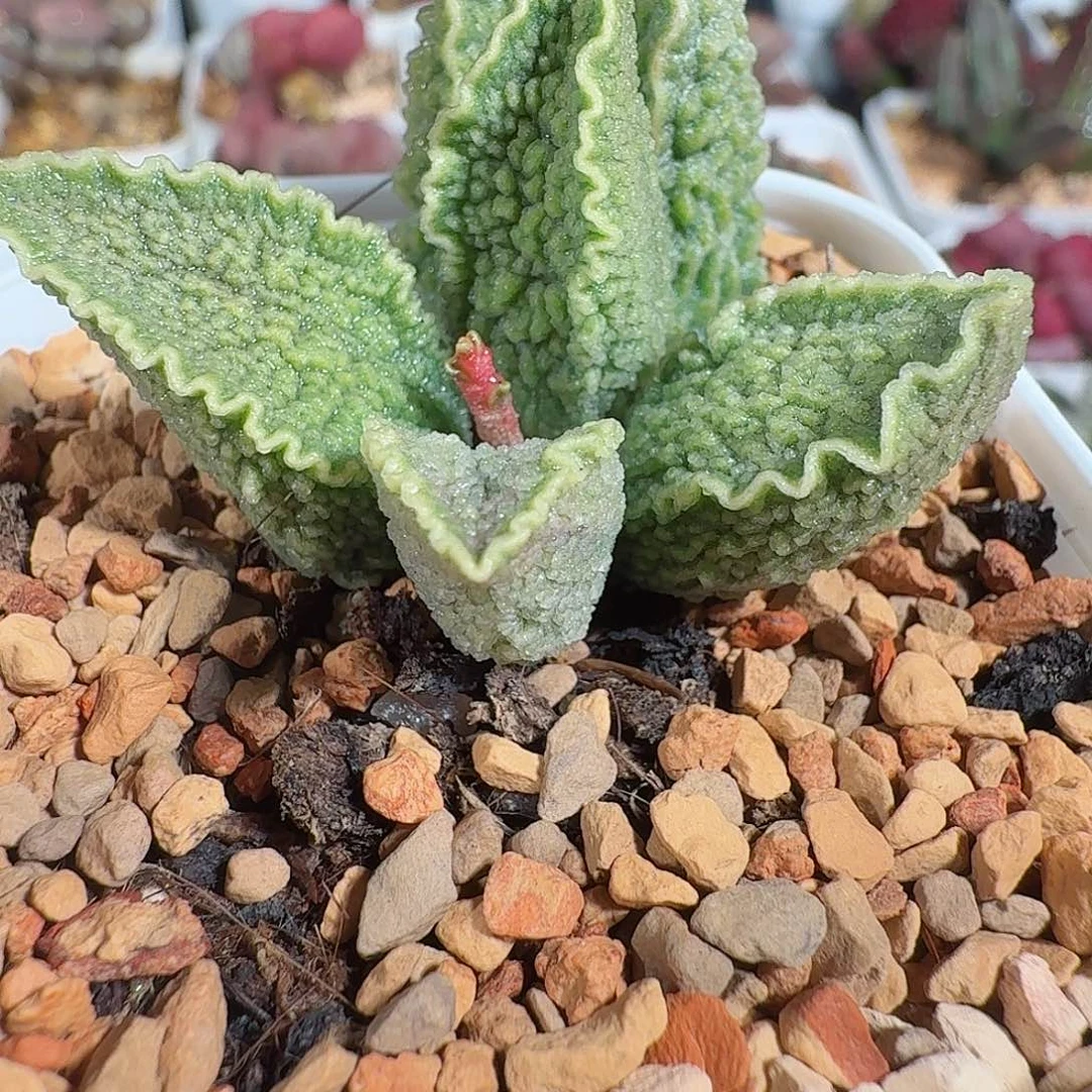 花**溪绿皮