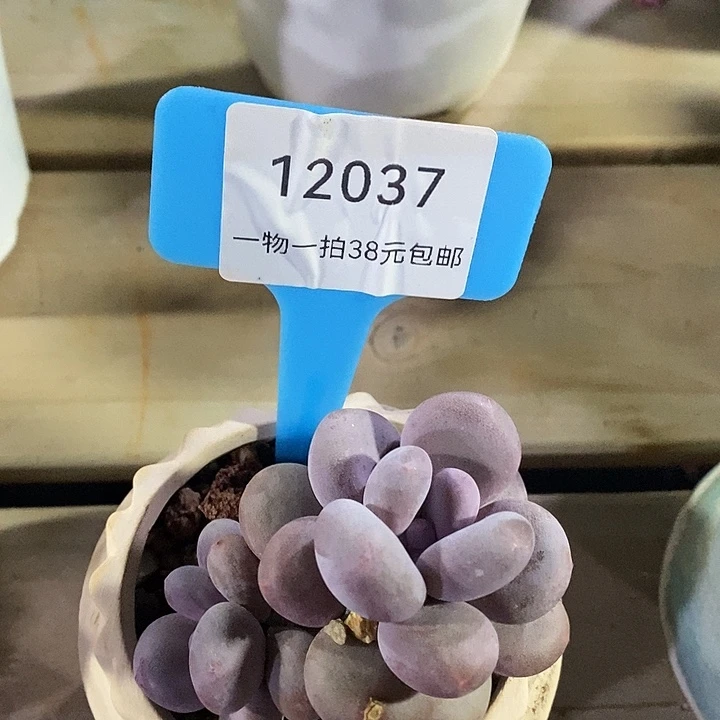 胭脂精品多肉奶酪