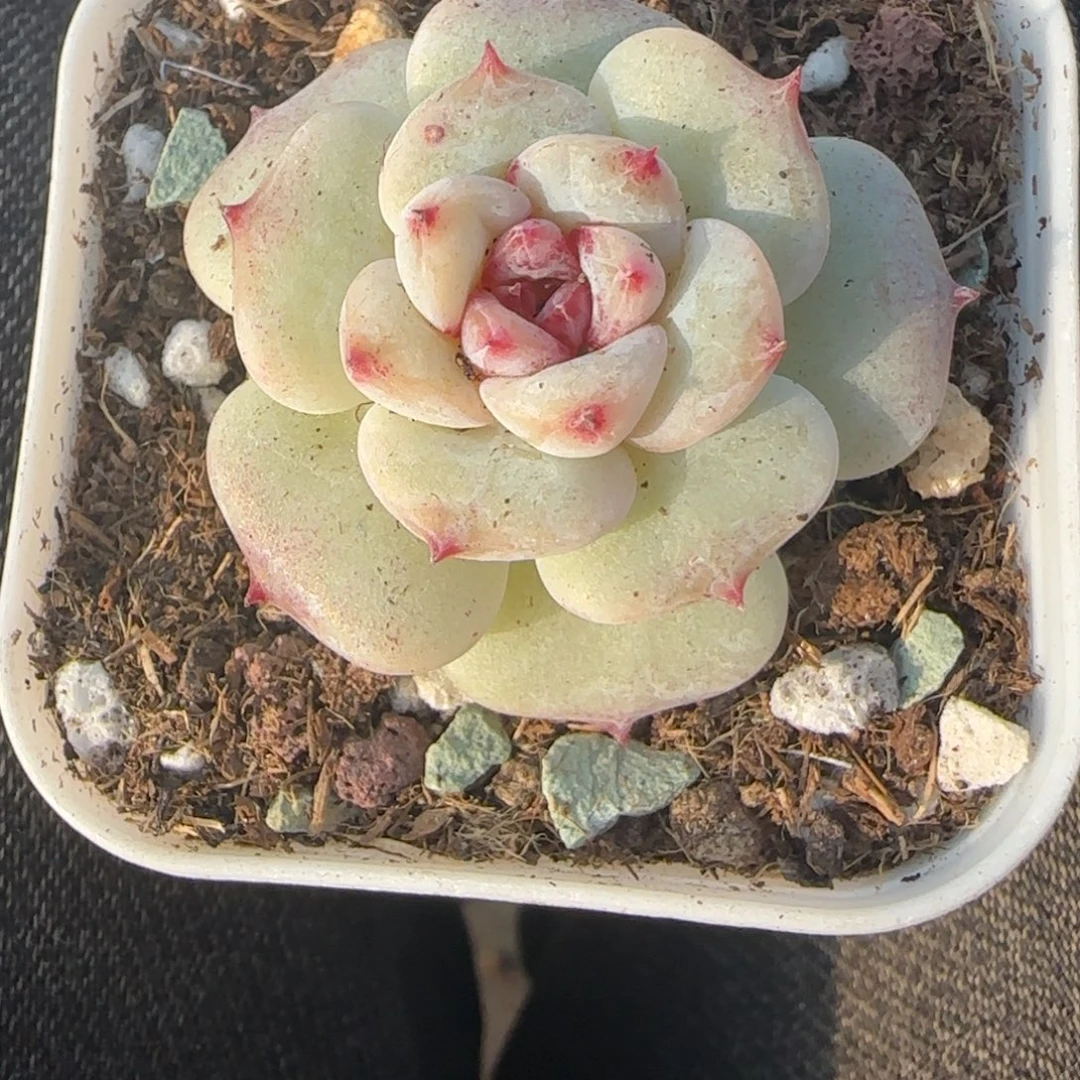 多肉小卡拉米糖心一物一拍