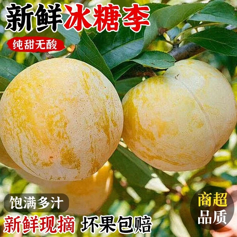 正宗纯甜冰糖李桃花李新鲜水果四川蜂糖李子黄金奈李整箱顺丰包邮