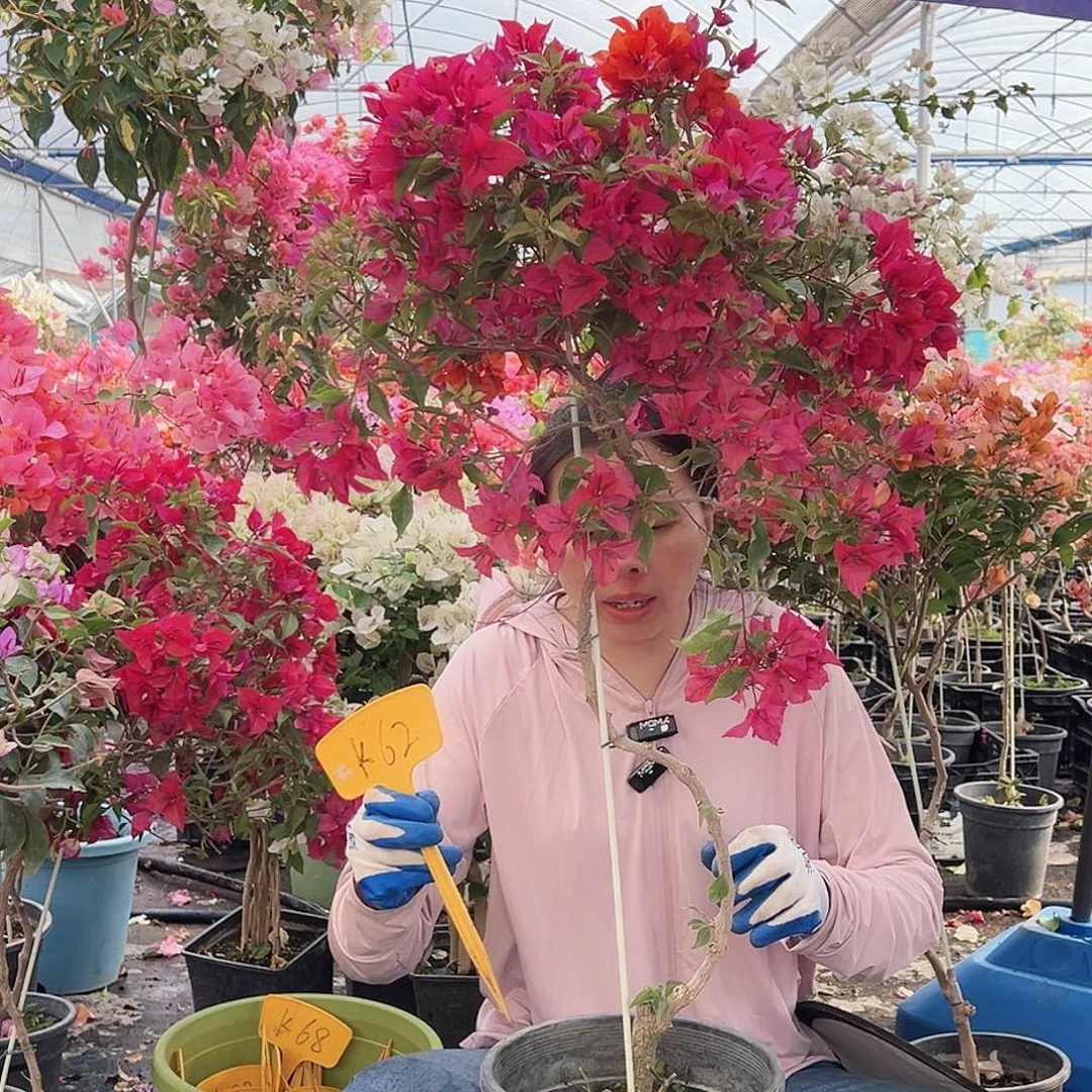 S***y大部分花苞少量开放K62酒红桑巴