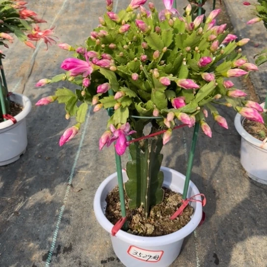 好***汁白盆海浪蟹爪兰3529