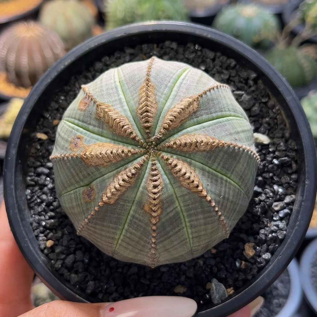 m布纹球风扇锈斑带盆实生