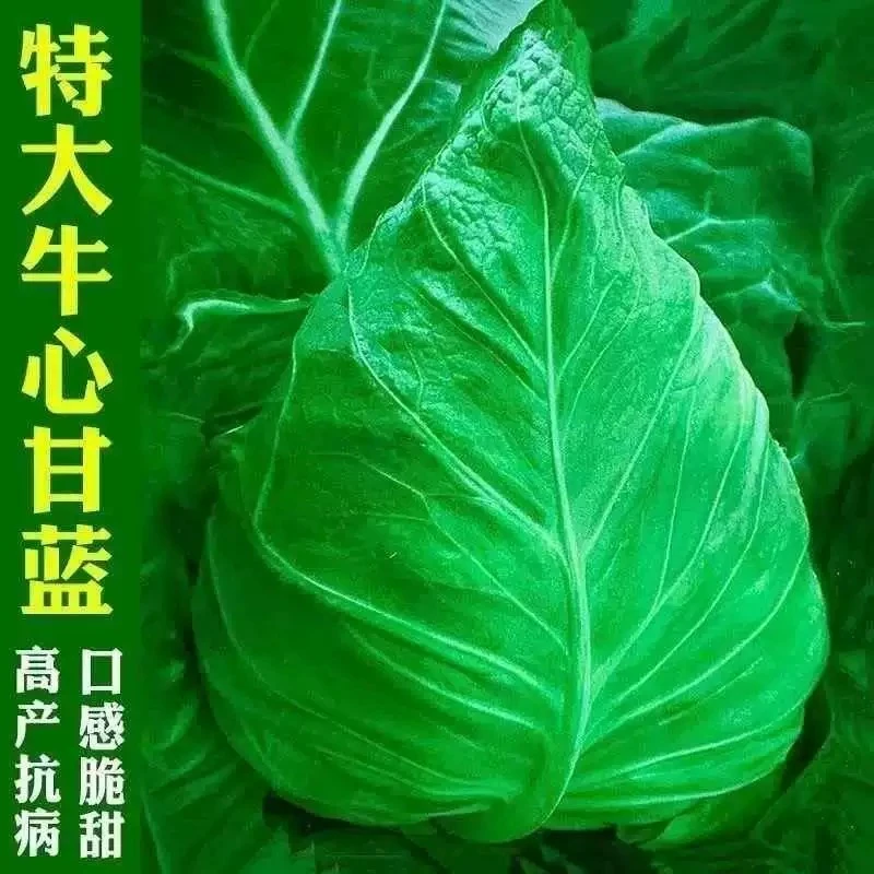 【全店满5包包邮】新种上市特大牛心甘蓝包菜卷心菜耐热耐寒春秋