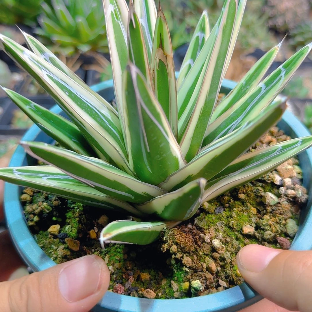 年***喜多肉植物多肉植物