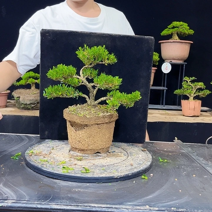 无花朵黄杨盆景四季常绿不落叶