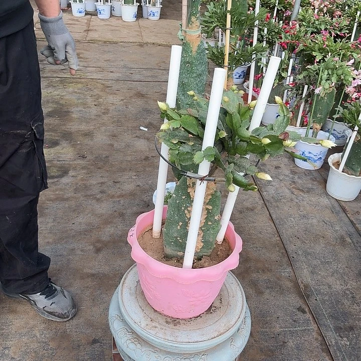 无花朵一层白重仙人掌嫁接微瑕