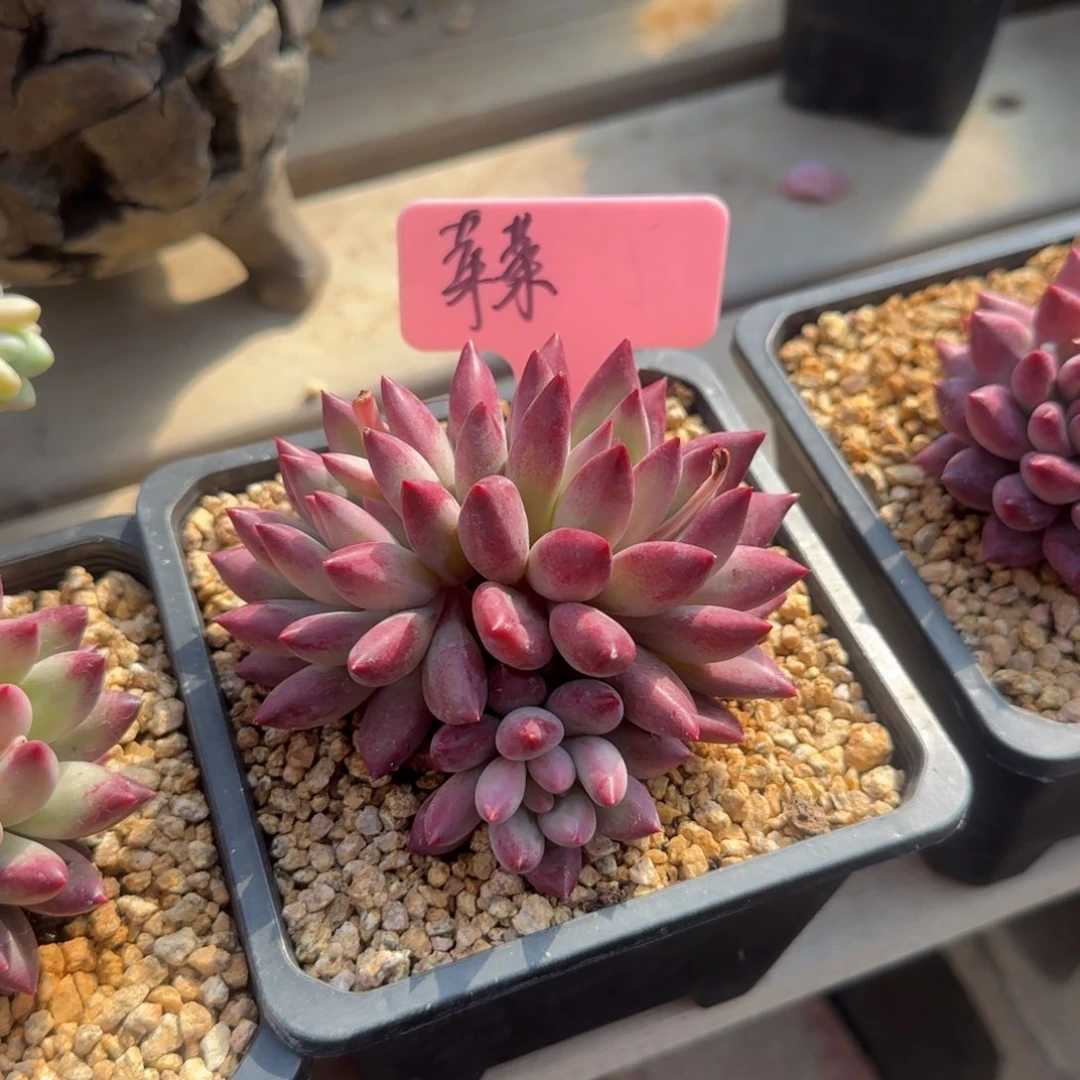 流沙虞美人群生五十包邮