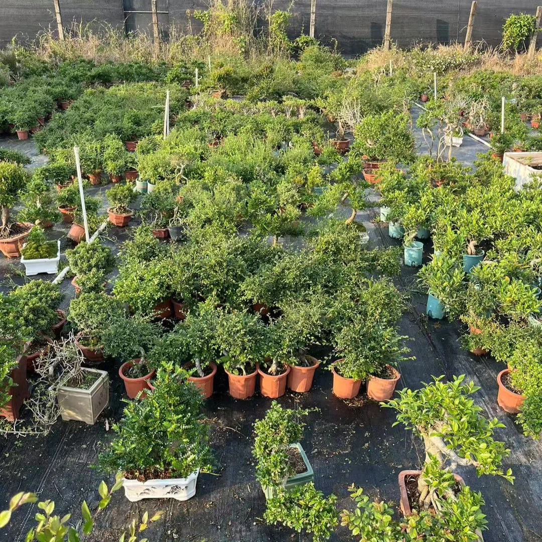 雀舌黄杨皱皮老桩高档盆景小叶黄杨苗名贵盆栽一物一拍