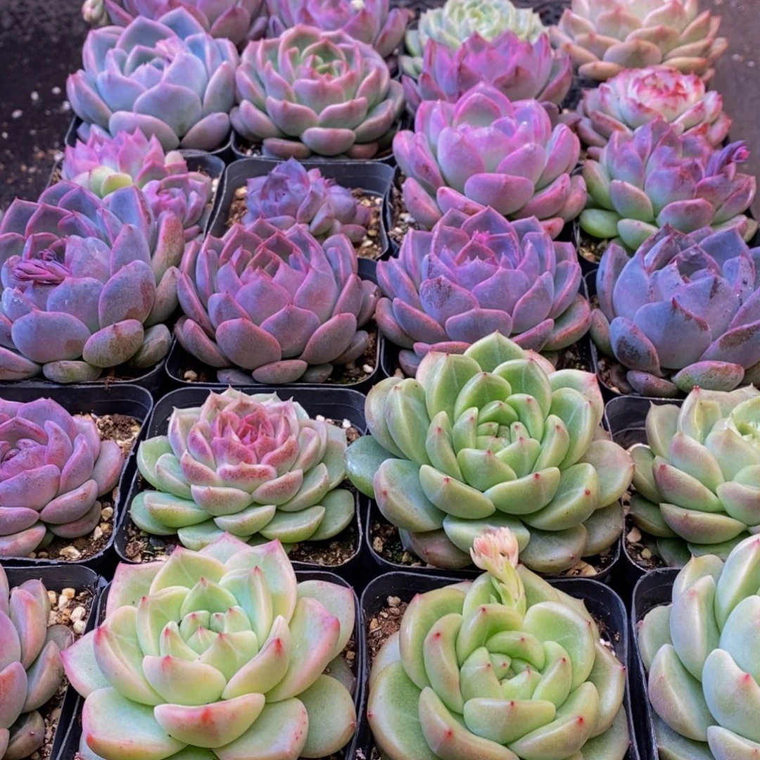 774多肉植物保护研究所所长