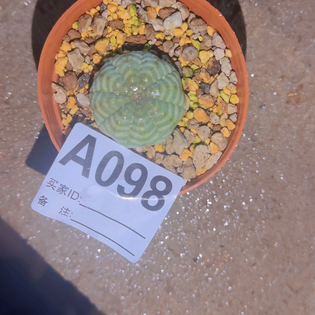 【闪购商品】M****n块根植物