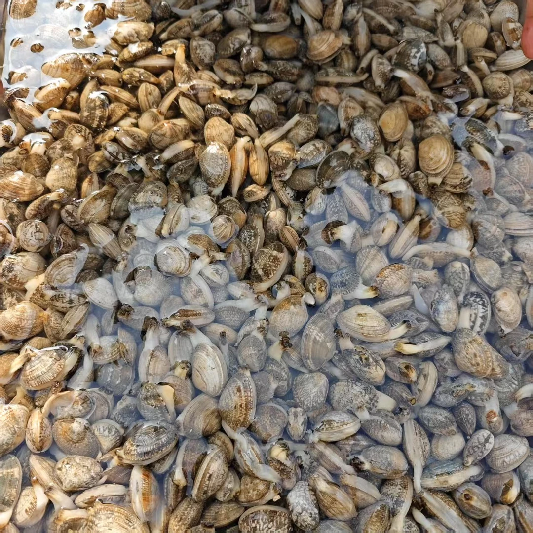 当地蛤蜊 新鲜2斤送到家