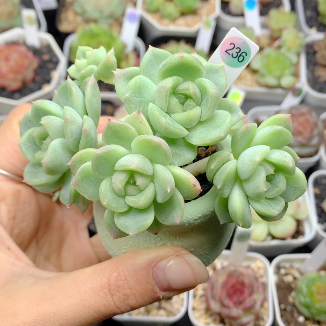 58包邮  群生不包整236