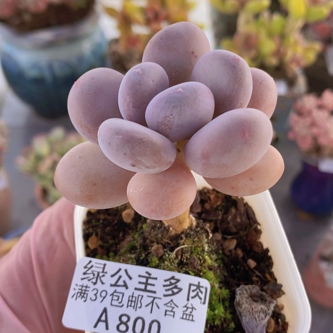 蛋黄奶单头800多肉植物