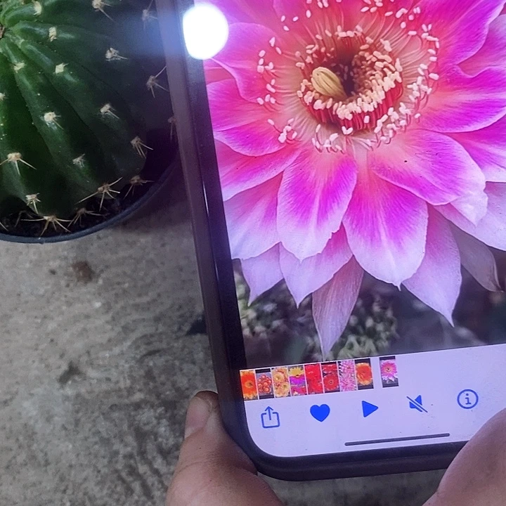 紫雪仙人球，wruiooop