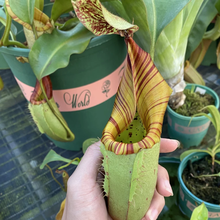 食虫植物捕蝇草瓶子草猪笼草