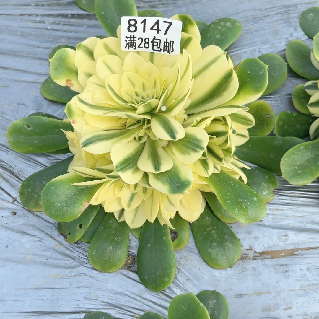 F. 8147。雪莲duorou