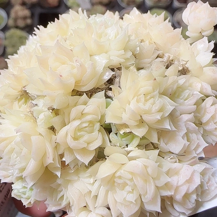 花语逸镜1118-247散