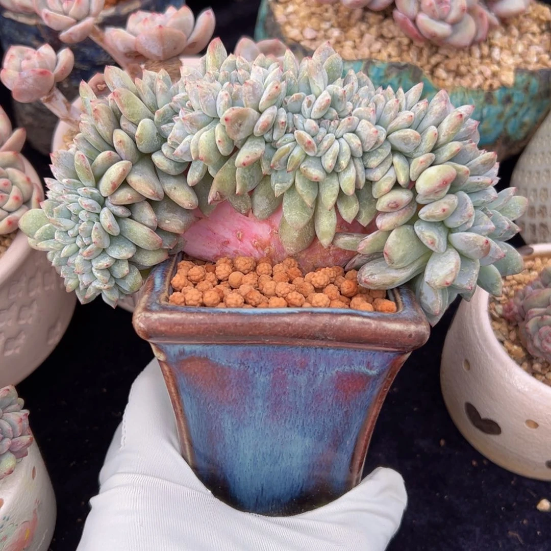 新年快乐 新年快乐