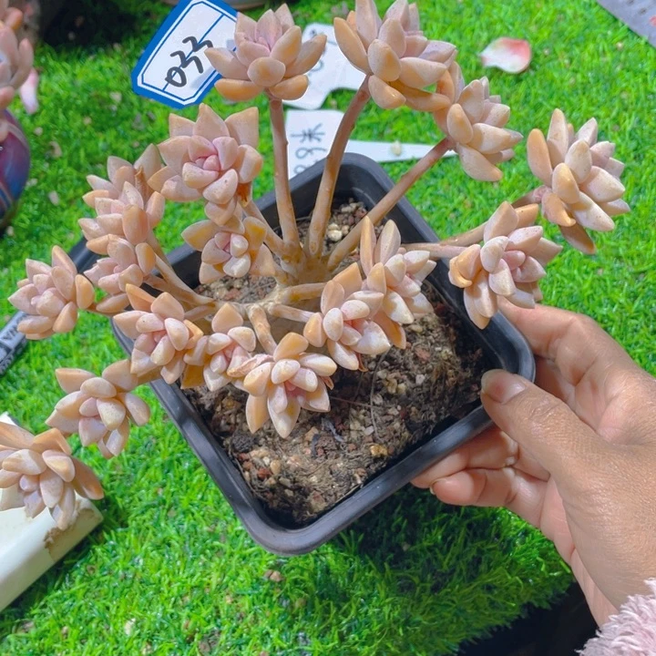 谢谢你的支持0000033