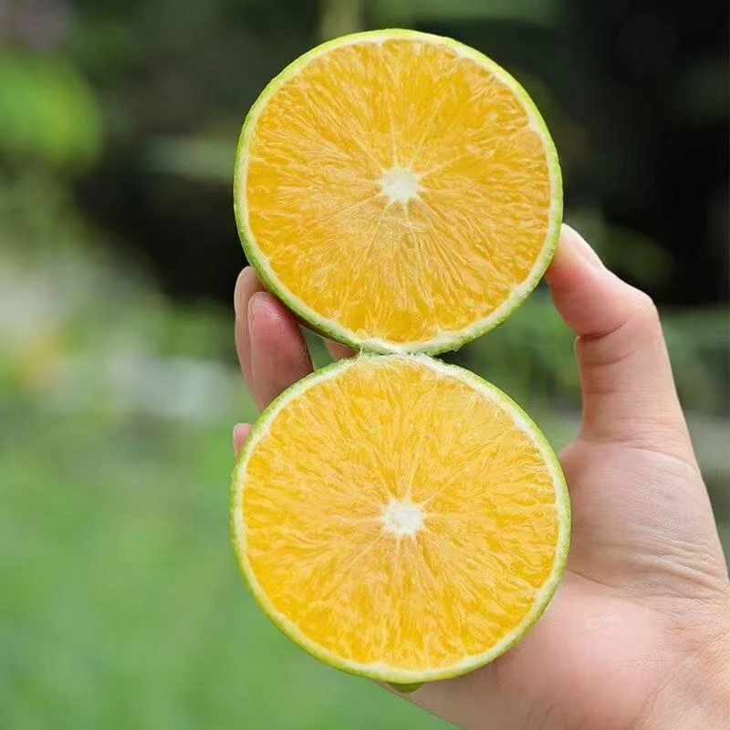 云南哀牢山冰糖橙当季新鲜青皮橙子清甜多汁皮薄肉厚