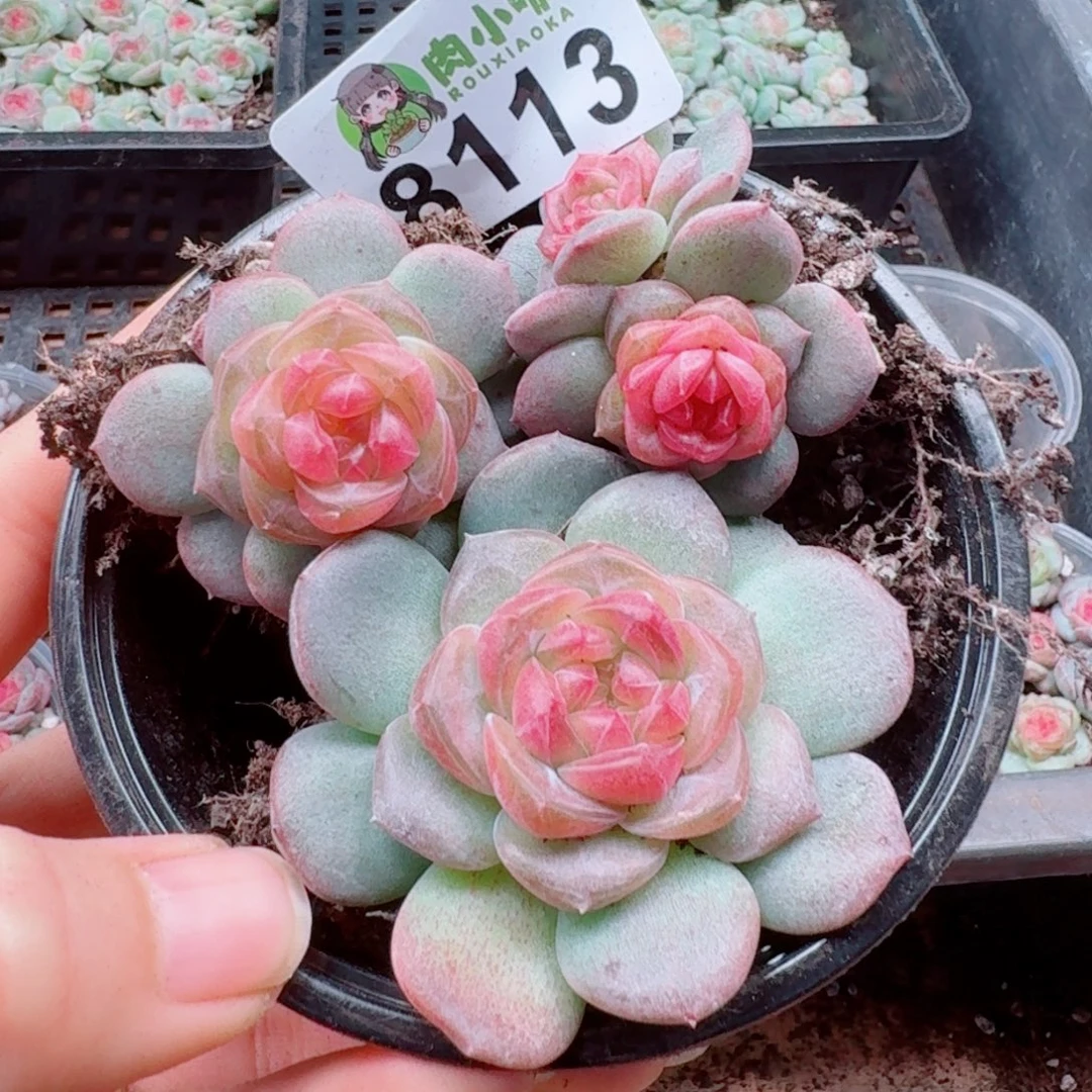 多肉植物多肉植物