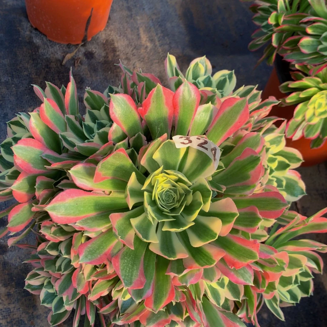 【闪购商品】324白凤多肉