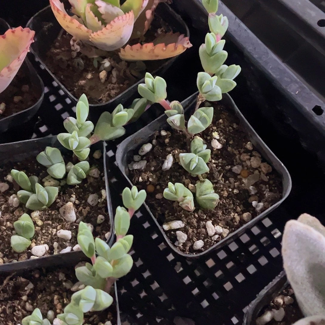 碧玉莲多肉植物一个