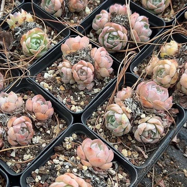 无花朵芙蓉7盆。