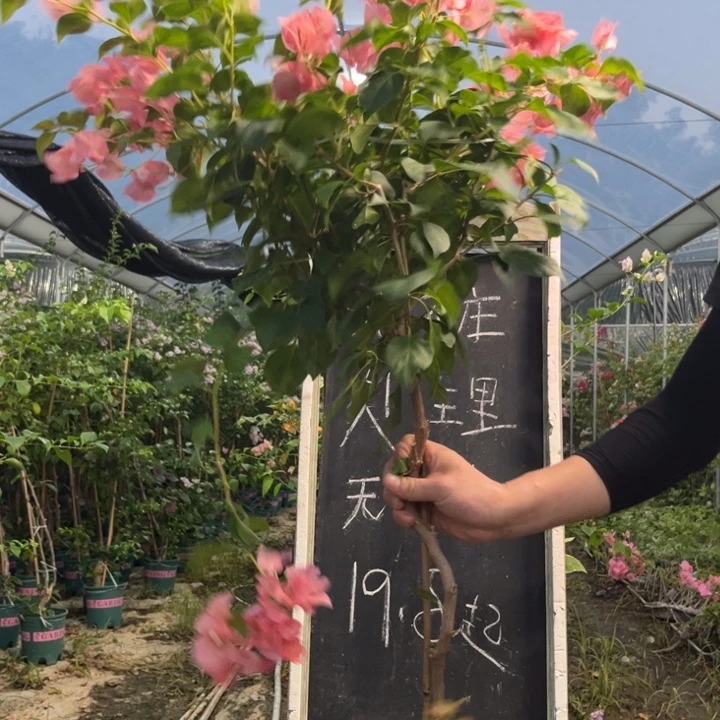 无花朵三角梅三角梅132