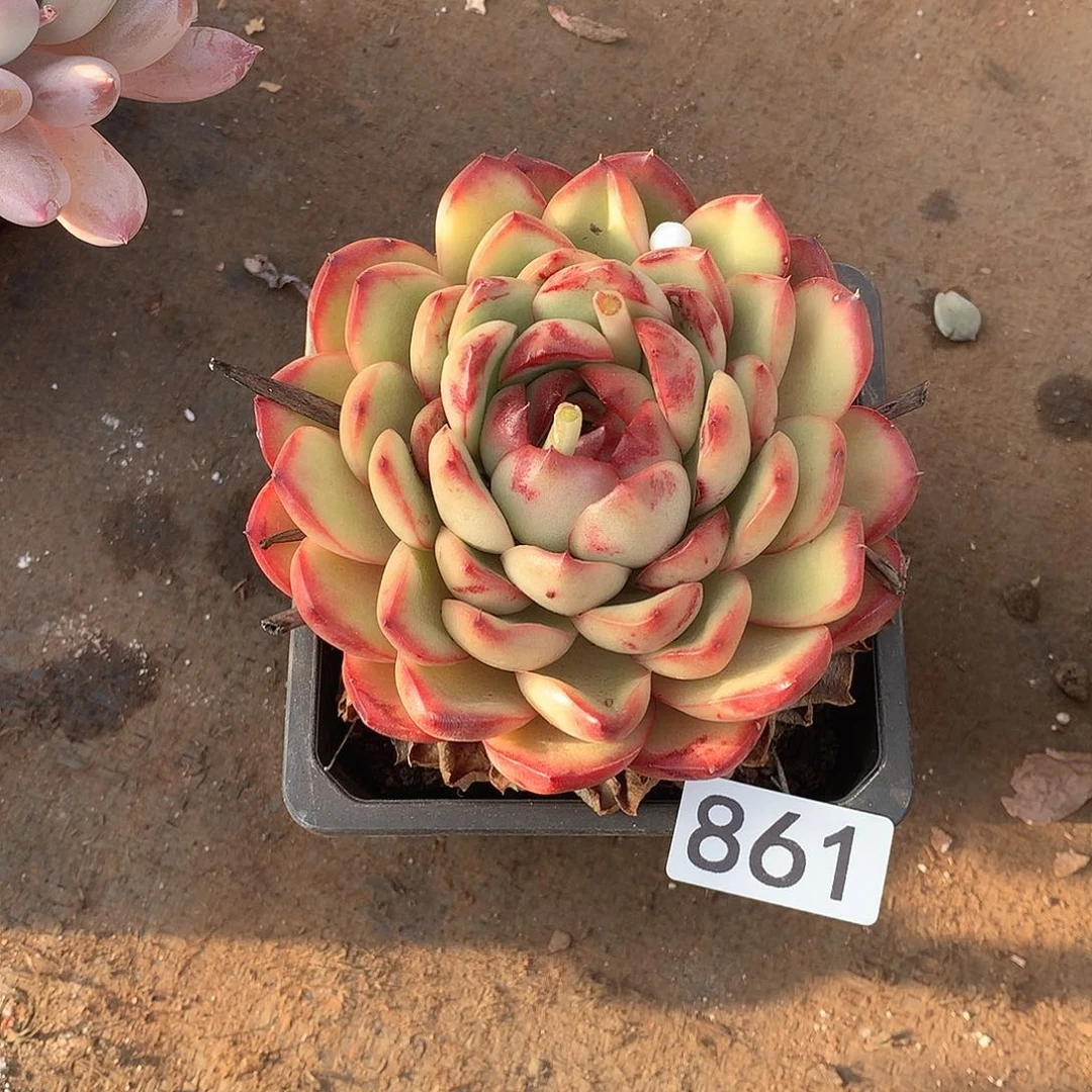 861 一物一拍多肉