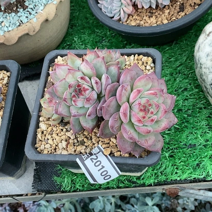 【闪购商品】原卡20100