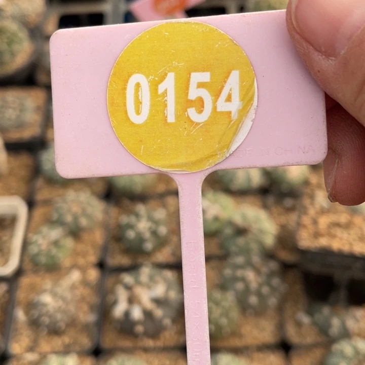 双***星实生三头草球015400000