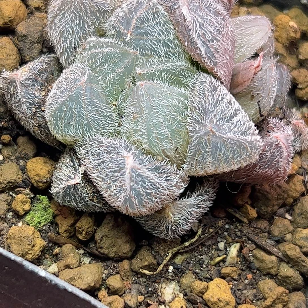 梦露巨大化十二卷多肉植物