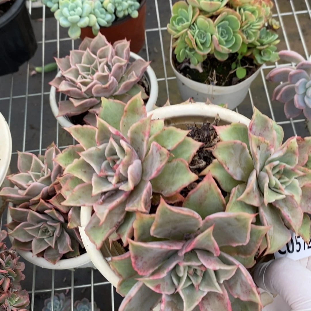 5129原始饺子皮一物一拍