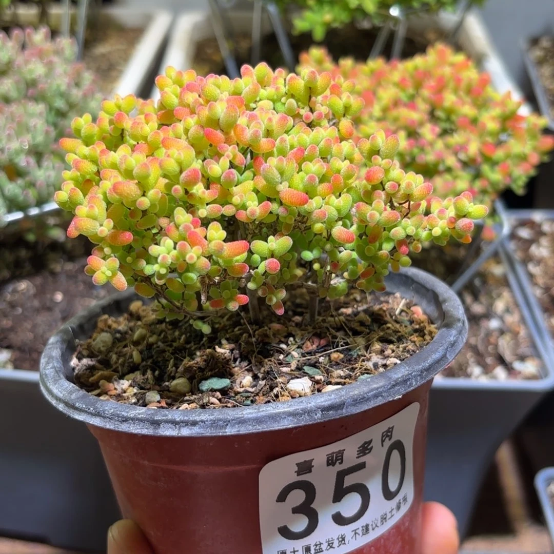 密橘糖球枝干番杏老桩350