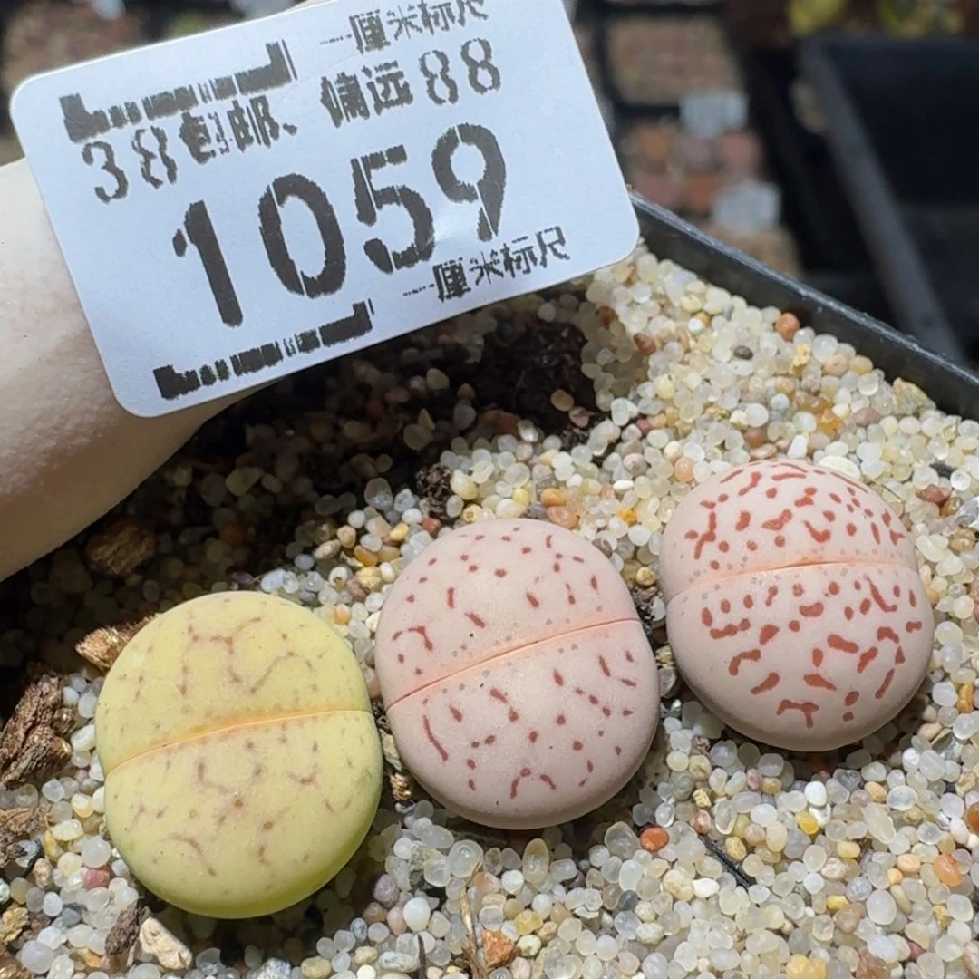 zzzz生石花肉锥1059