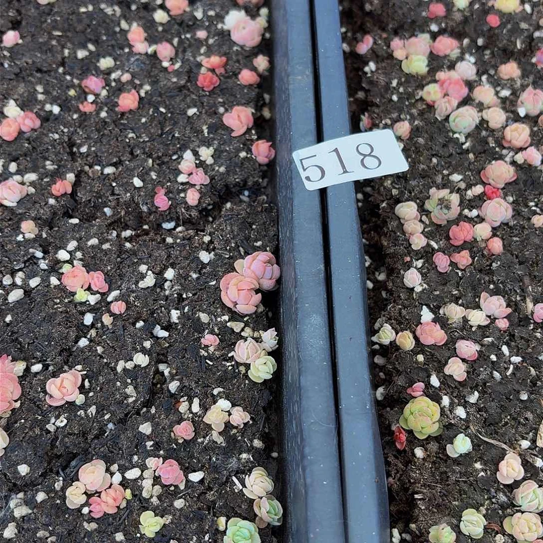 多肉植物多肉植物518