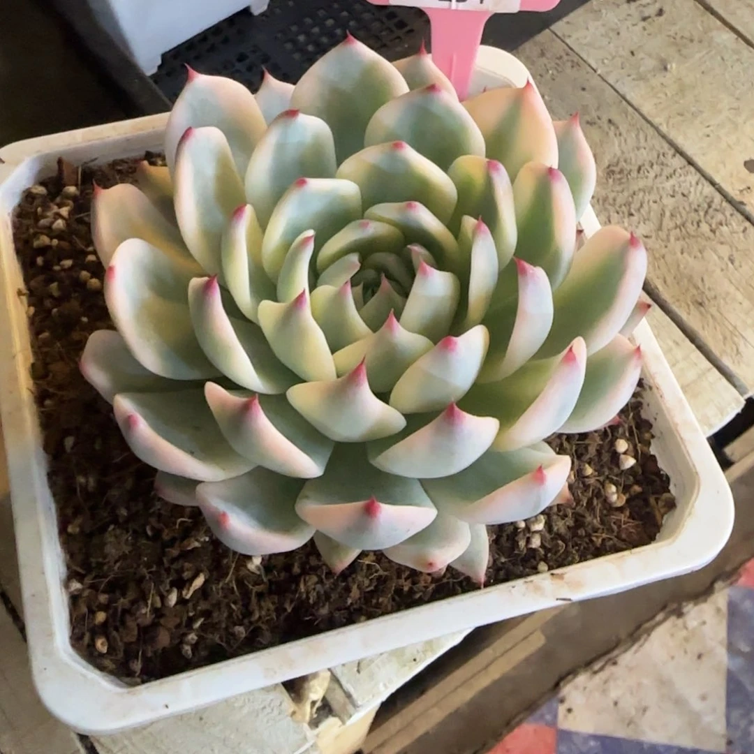 锦安精品多肉植物254