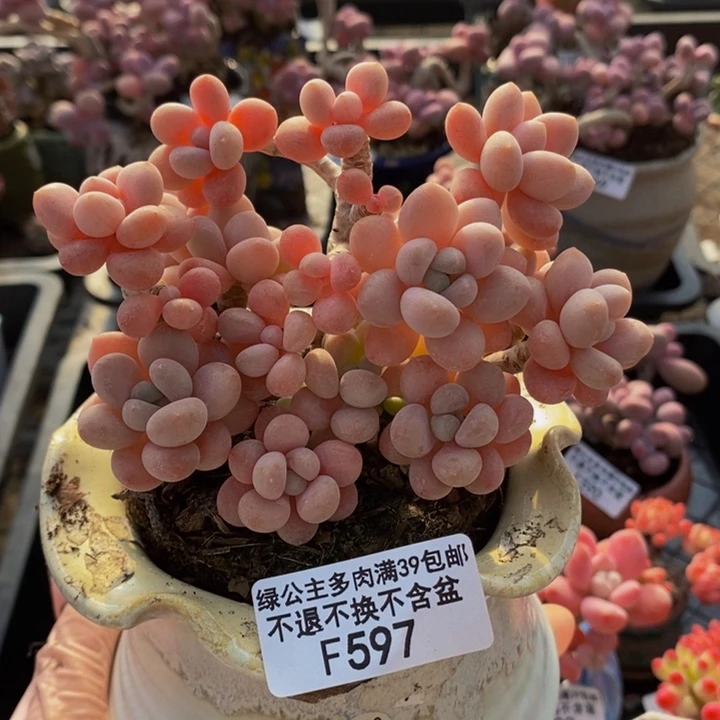 鱼子酱老桩11cm597多肉植物
