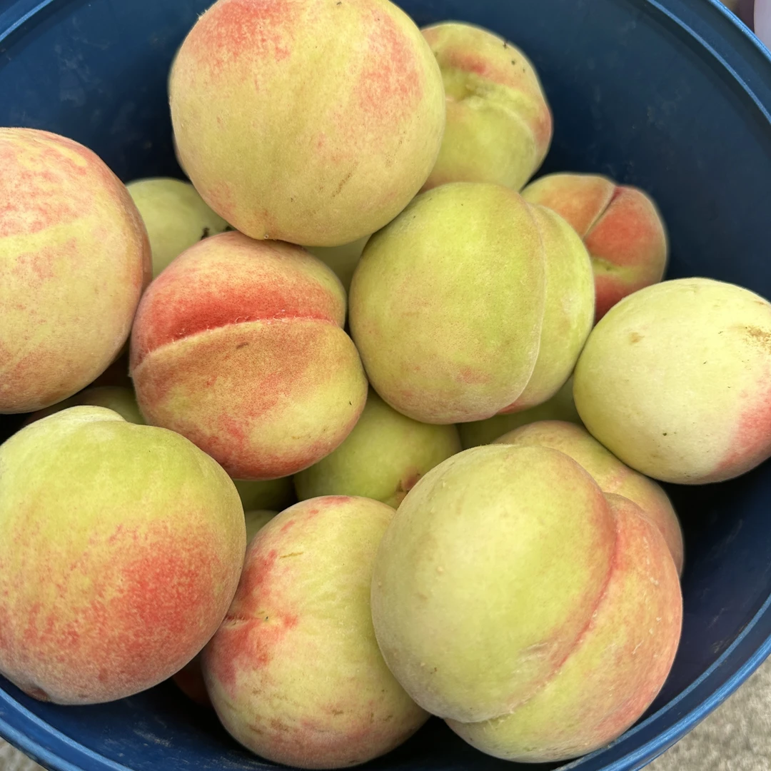 【顺丰包邮】湖北孙桥露天当季大白桃现摘现发应季水果