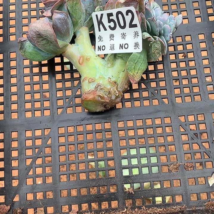 白凤缀化 璐璐多肉