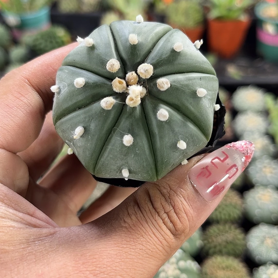 琉璃兜单头发货单头