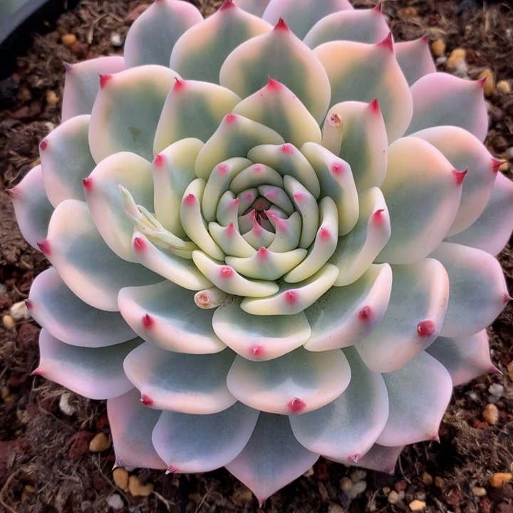 海*吉娃娃锦锦上园艺一物一拍