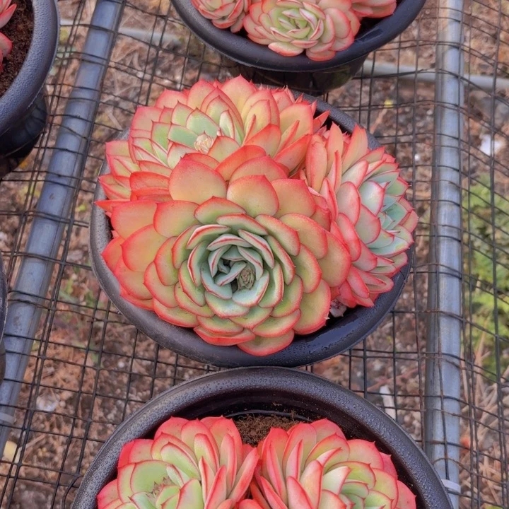 牡丹亭大群整桩群生