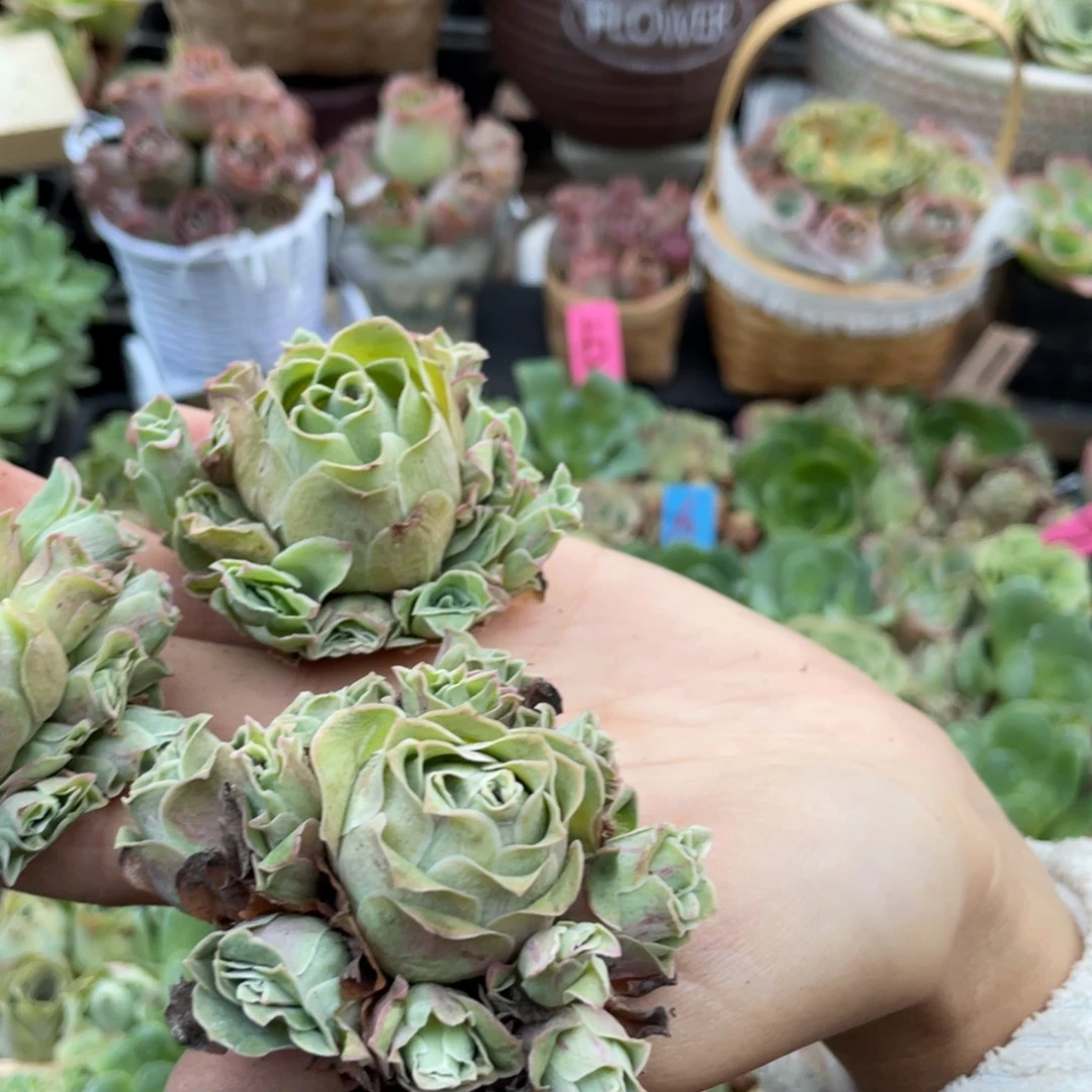 我***！山地玫瑰多肉植物花卉329